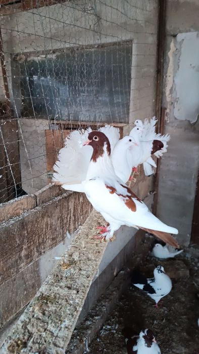 Vând porumbei  diferite rase