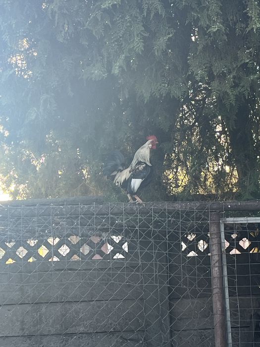 Vând cocos american