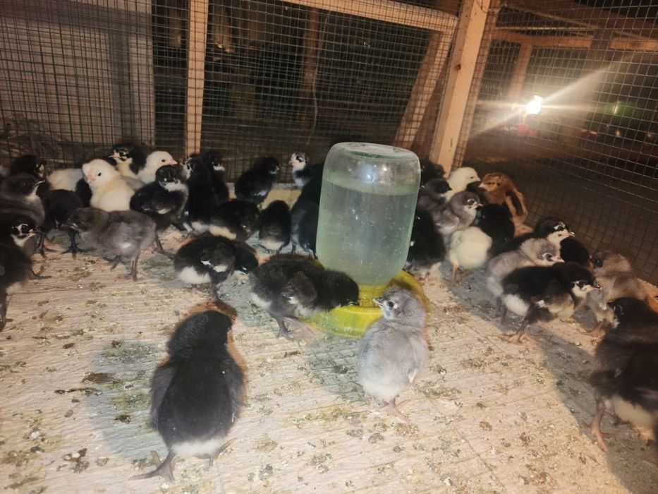 AVSTRALORP VA SENDI ZOTI Qoshilgan JOJALAR Gibrid Австрлалорп ва сенди