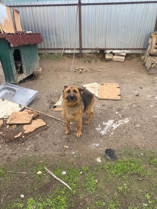 Немецкая овчарка