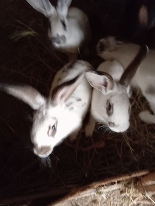 Кояндар сатылады 11 айлык