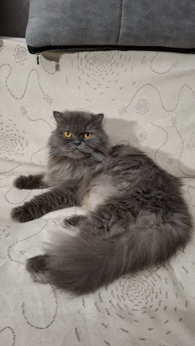 Котенок шотландская голубая