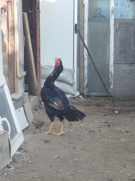 Дакан петушок продам