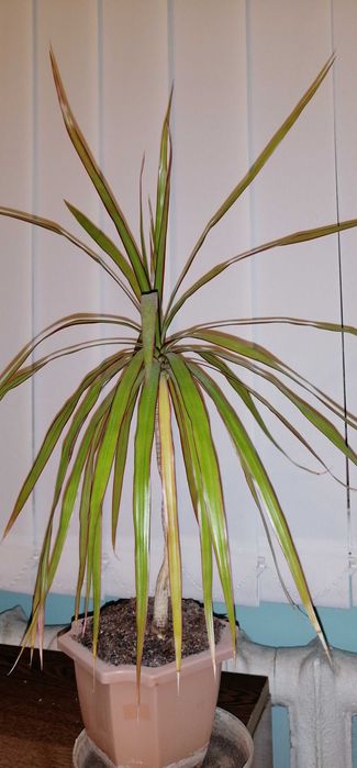 Продам цветок Фиалка