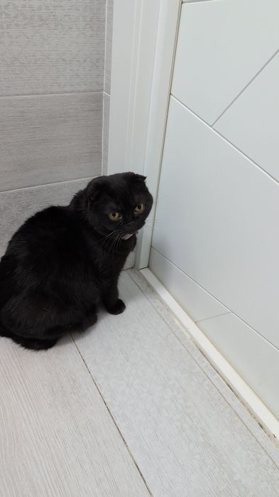 Кошка вислоухая Шотландия