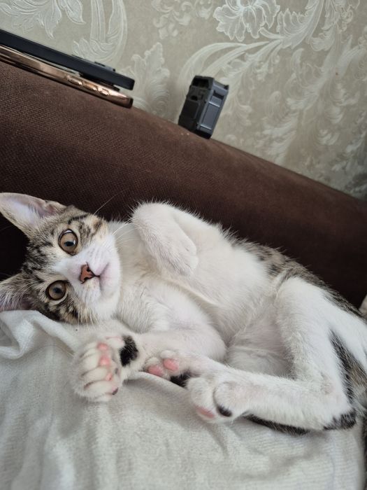 Котёнок отдам бесплатно
