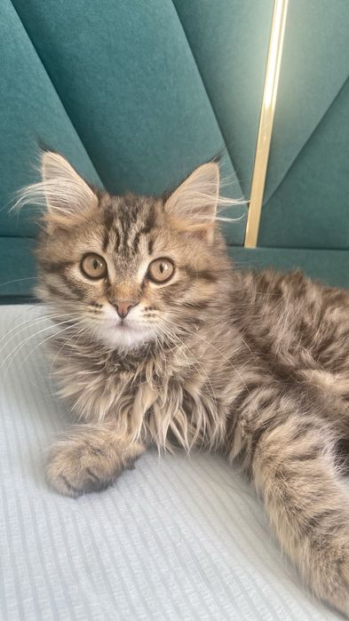 Котёнок 6 месяцев породистый мальчик