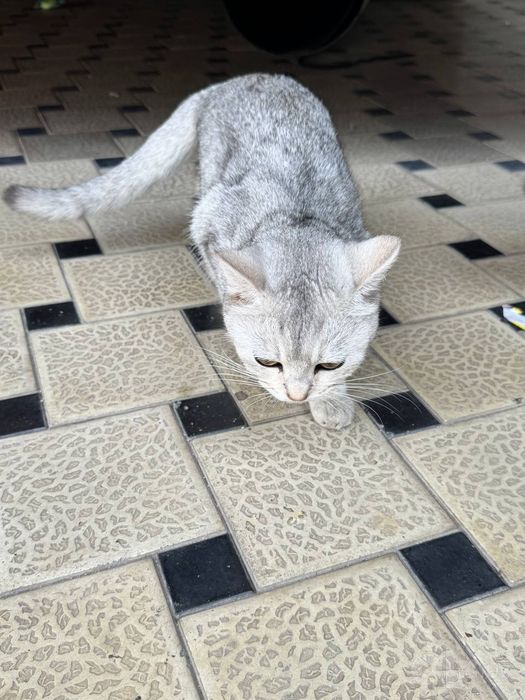 Zotli mushuk qiz bola kopaytirib soishga zor