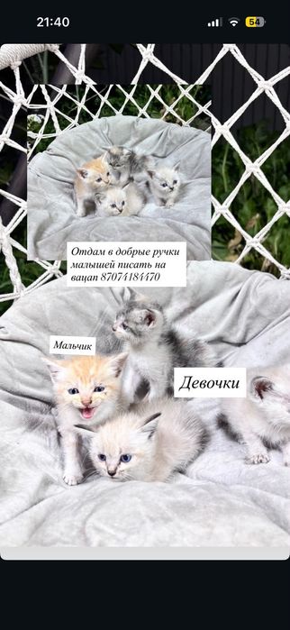 Самые красивые котята