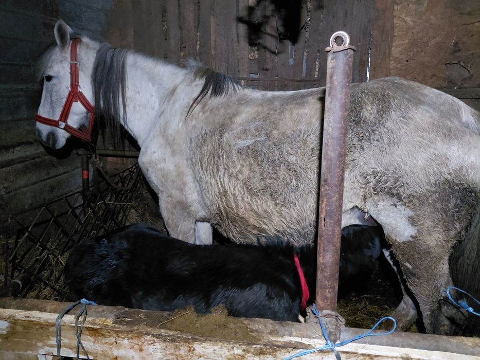 De vânzare iapa de 10 ani cu mânzat de 11 zile