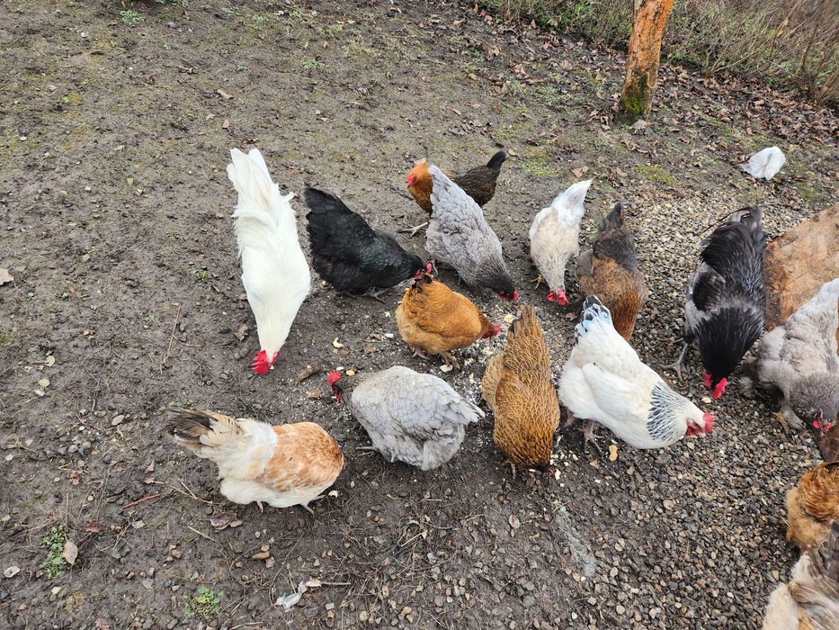 Ouă pentru incubat Australorp albastru,Sussex și alte rase vezi poze