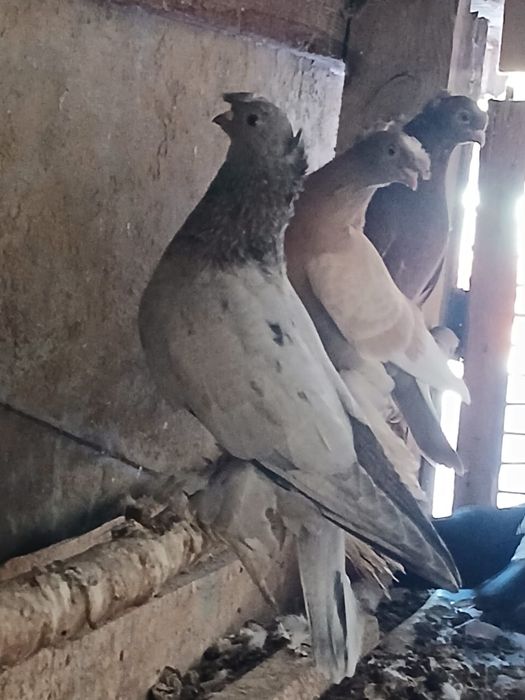 Продам голубей хорошие