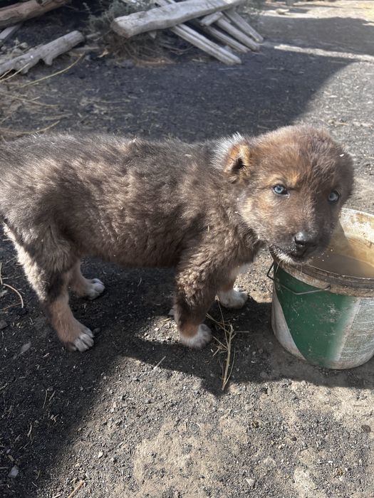 Щенки Алабай девочки, ұрғашы