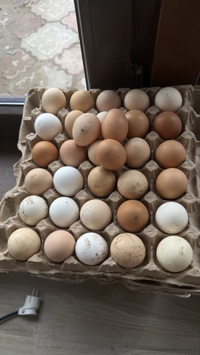 Яйца инкубационные длмашних кур