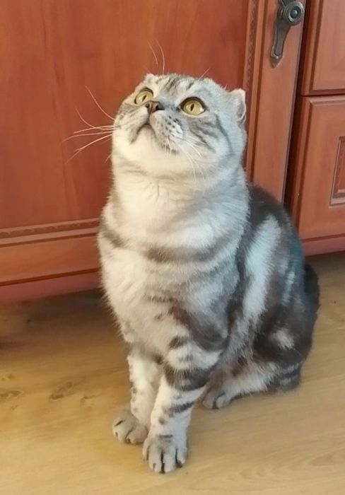Отдам кота шотландский