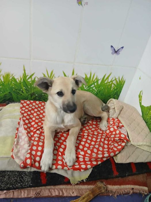 Симпатичные  КОТЯТА