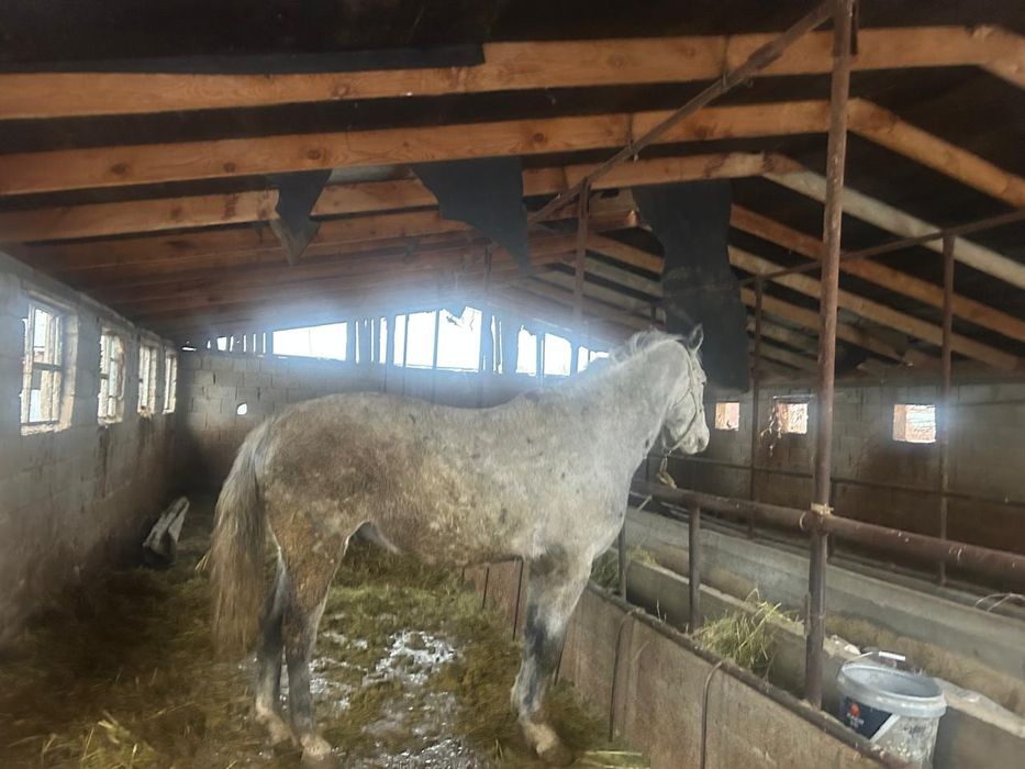 Айгыр сатамын, келисемиз