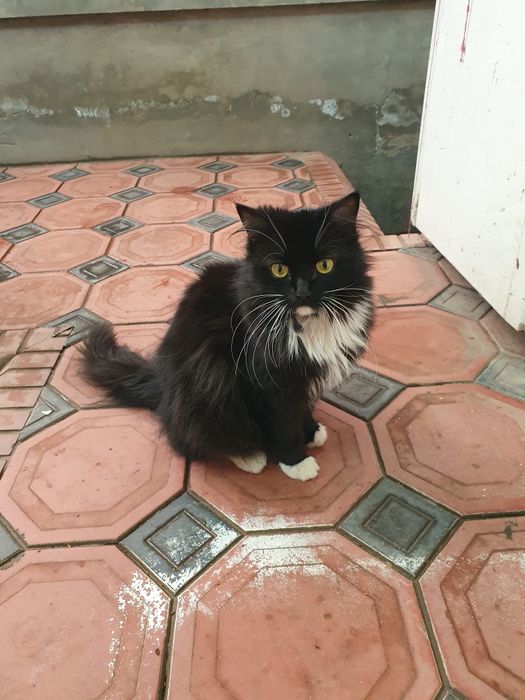 Zotdor mushuk sotiladi