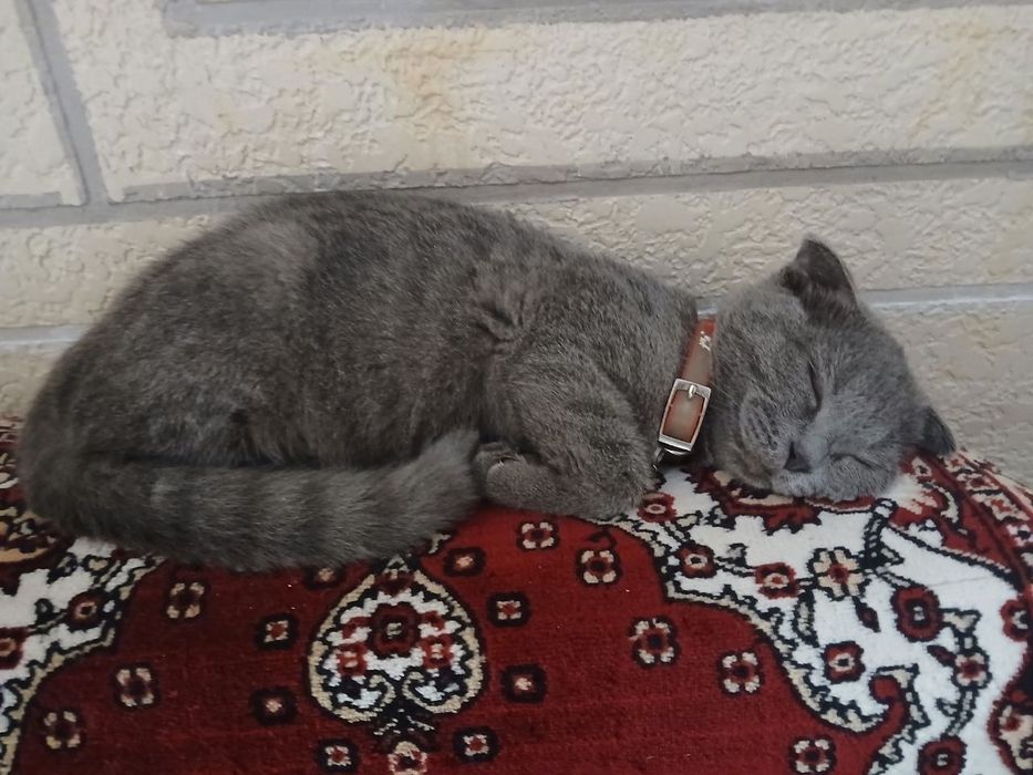 Mushuk.bolalari.