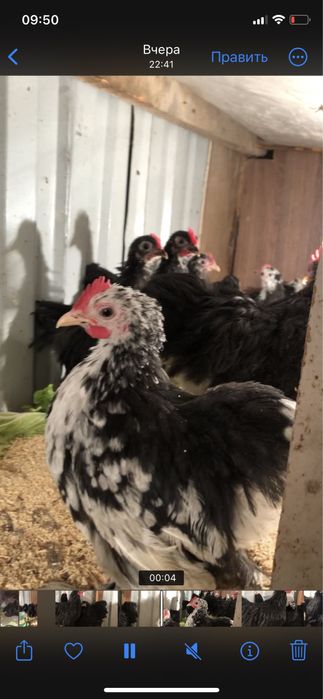 Карликовый кохинхиндер бар