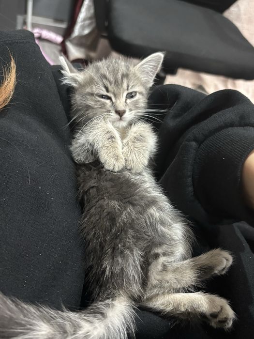 Отдам котенка,в добрые руки