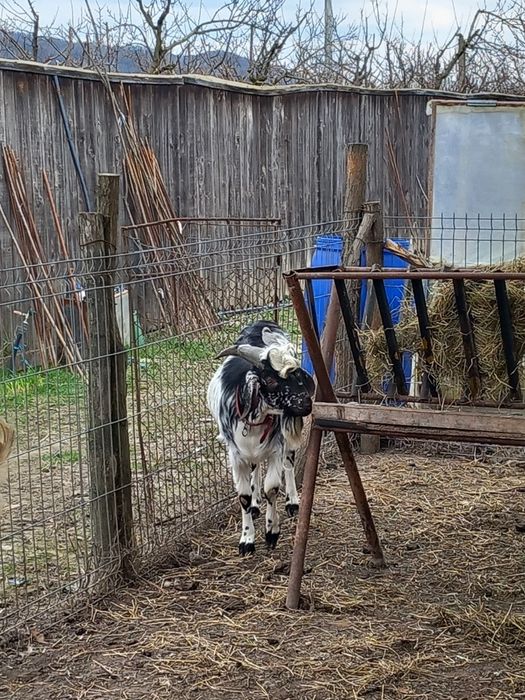 Țap sannen si anglonubian