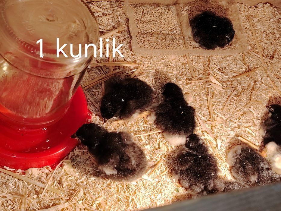 Qorashaxzoda--avstrolop--kurka jojalari sotiladi sog'lom