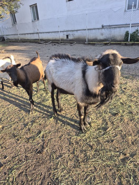 Vand tap de vânzare din capra de 6l de lapte