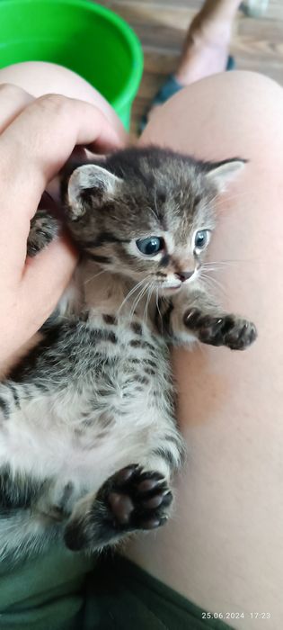 Котята крысоловки