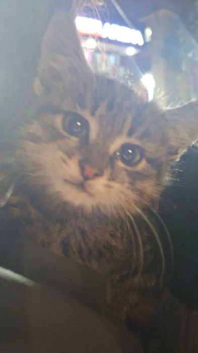 Котёнок Мун ищет семью (мальчик)