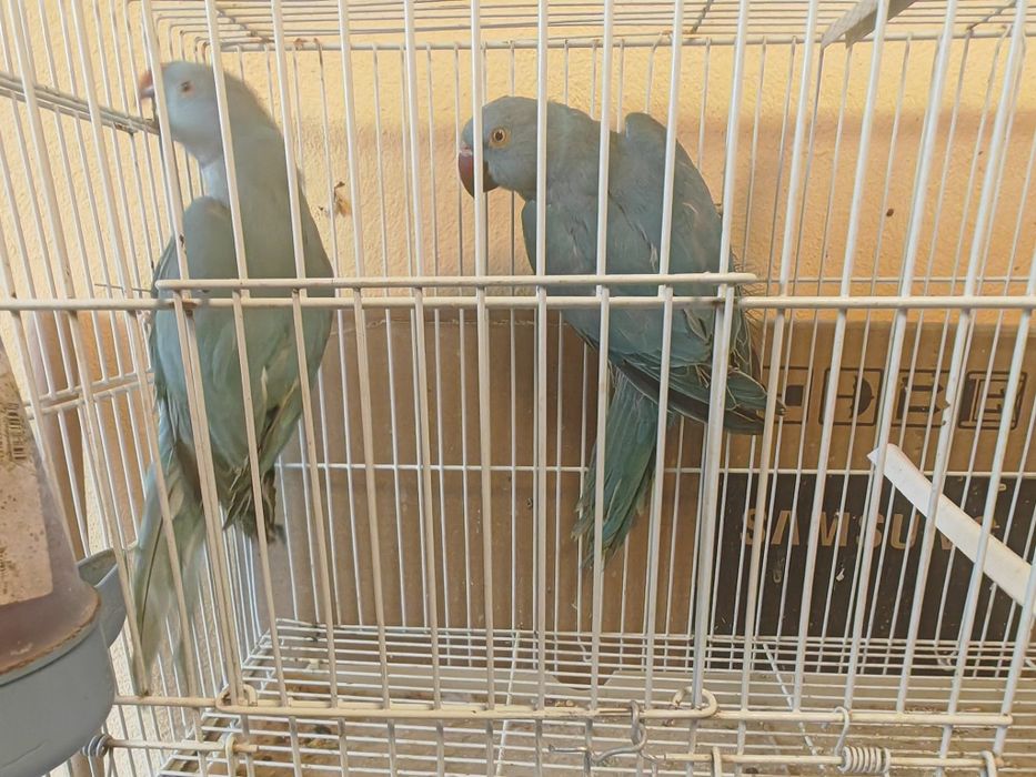 Papagali Micul Alexander