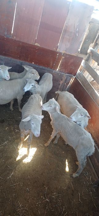 Тоқтылар сатылады