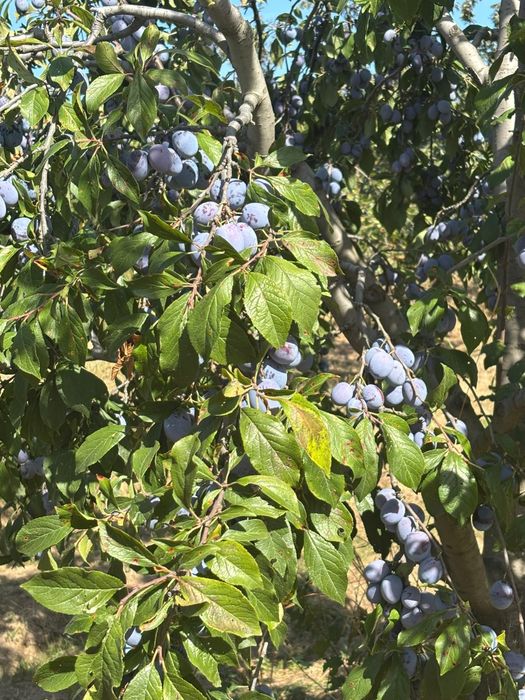 Prune AnnaSpath pentru tuica
