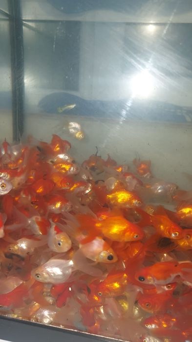 Pui carași diferite culori