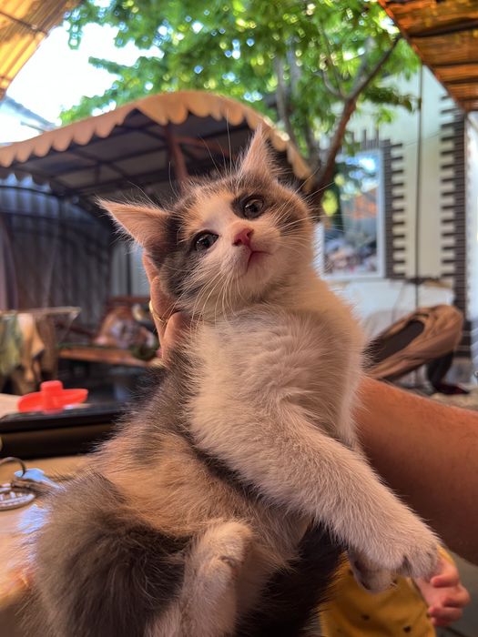 Кошечка в хорошие руки