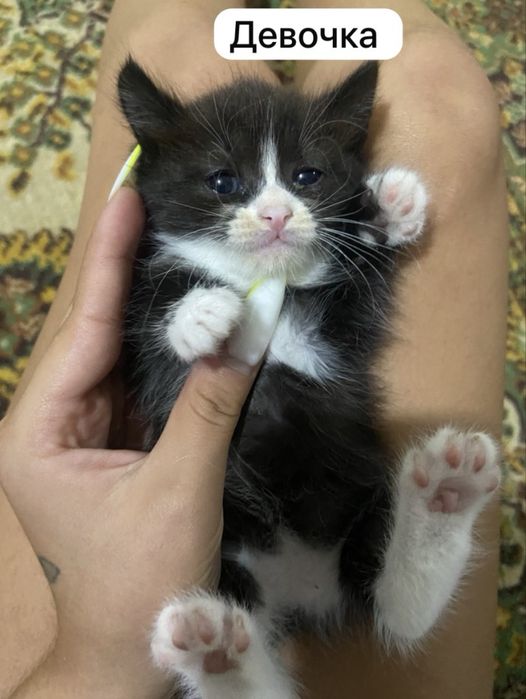 Отдам котят бесплатно