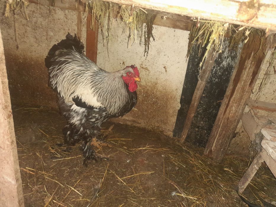 Vand perache brahman