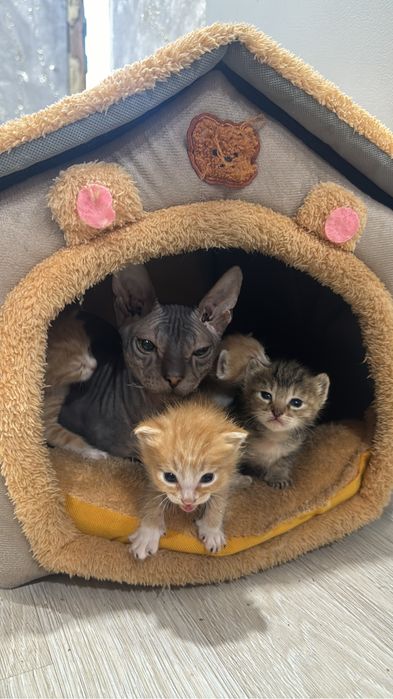 Отдам котенка мальчик