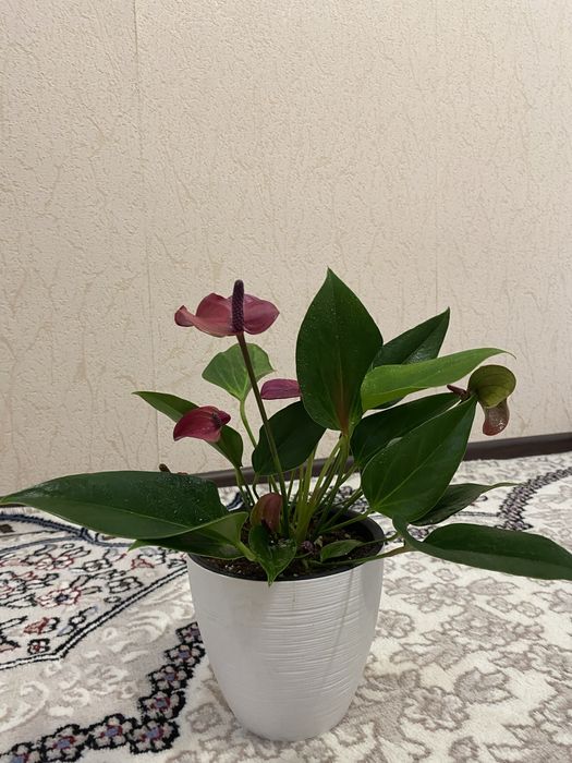 Антуриум («Мужское счастье»)