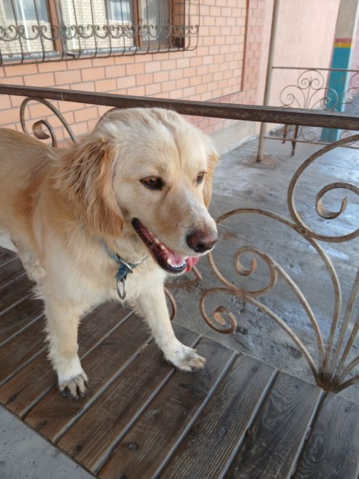 Ищем подругу для нашего рокки