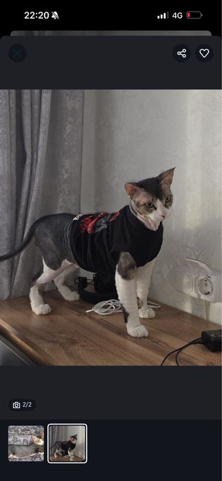 Продам котенка сфинкса , девочка