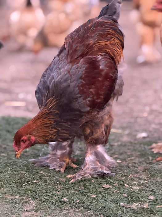 De vanzare puicute si cocosi 2025 - Brahma