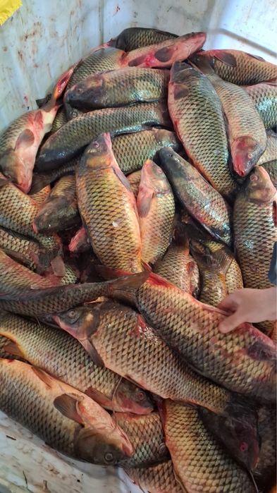 сазан 1900тг кг свежий