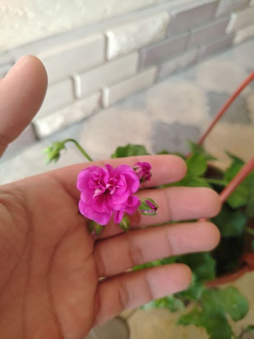 Комнатные цветы, растение, Honaki gullar, gul, ko'chatlar