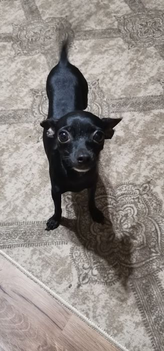 Продавам Пинчери