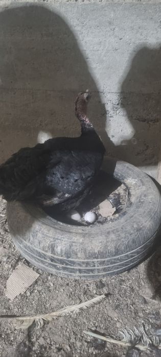 Индуклар сотилади