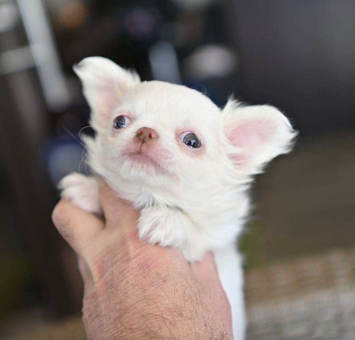 Мъжко дългокосместо мини чихуахуа