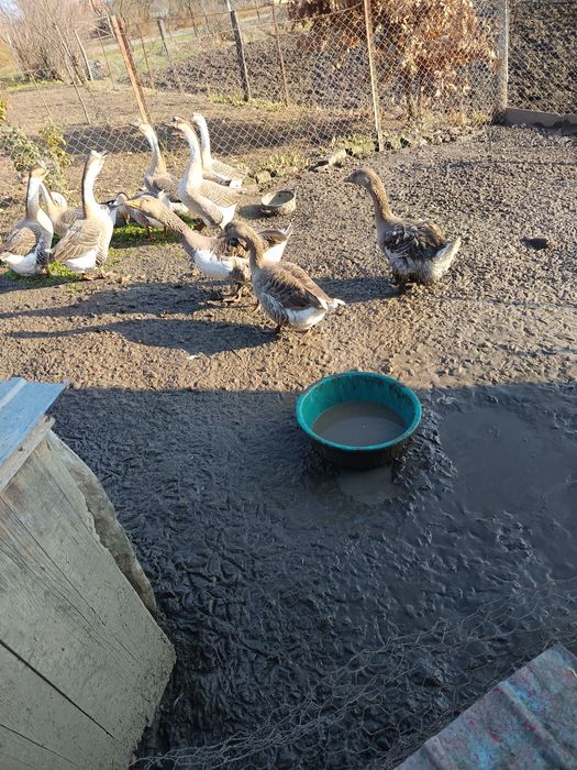Vând familie de gâște crețe