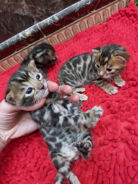 VIP КОТЯТА- Бенгальские!