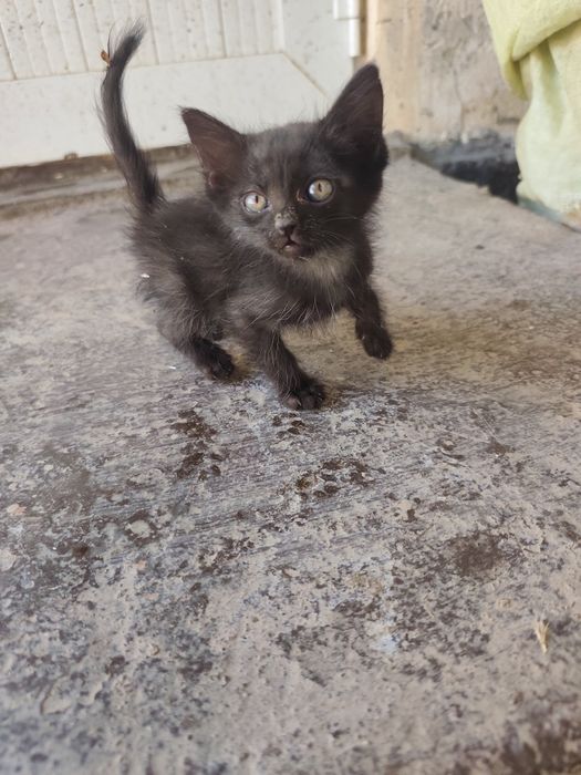 Котята домашние пять штук